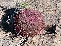 Mojave reserve (28).JPG